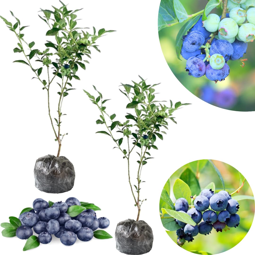 Set 2 Blueberry Bushes Live Plants, Blueberry Plants Live for Planting, Blueberry Fruit Trees, 5-9 Inch Tall (Biloxi Blueberry)