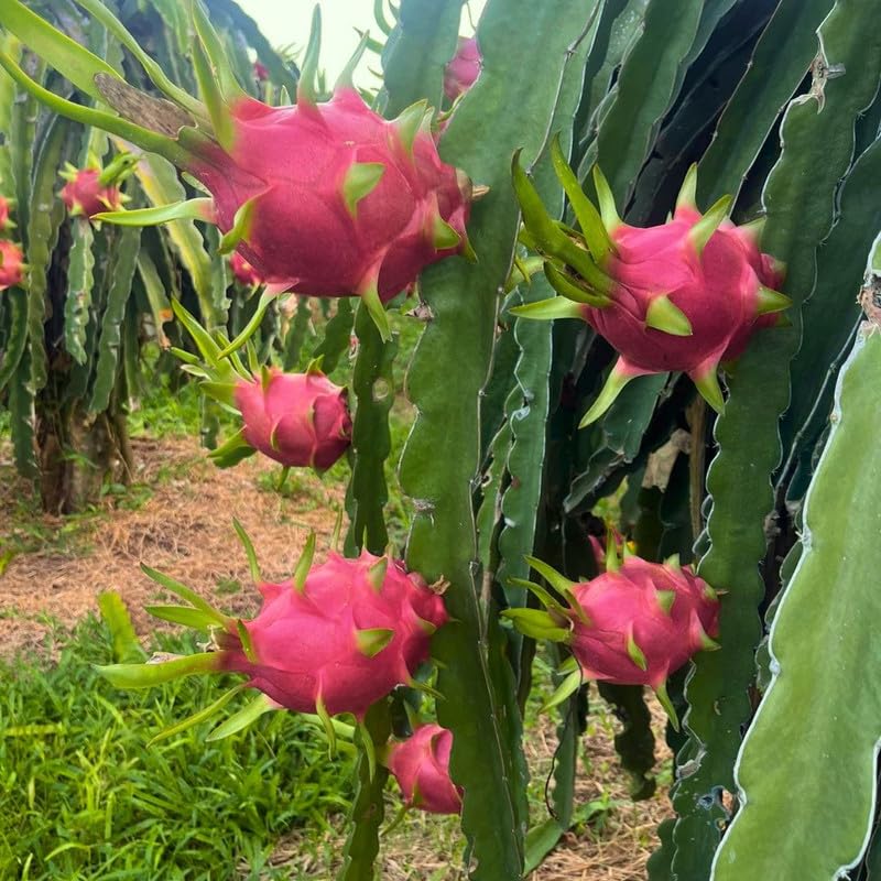 Live Red Dragon Fruit Plant 1-2 Feet Tall, Red Dragon Fruit Live Plant, Fruit Tree for Planting Outdoor