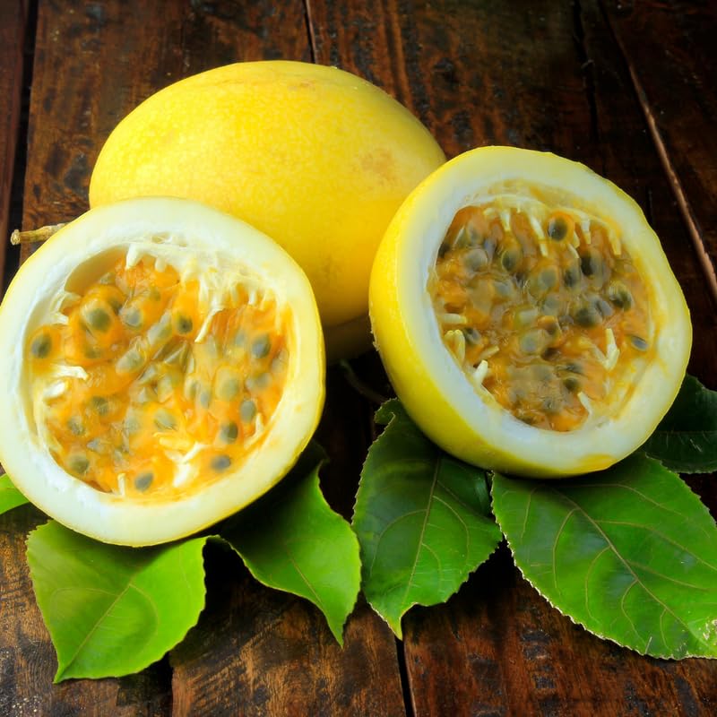 Yellow Passion Fruit Tree Live Plant, Edible Passionfruit Vine for Gardens, Trellises and Containers, 5 to 7 Inches
