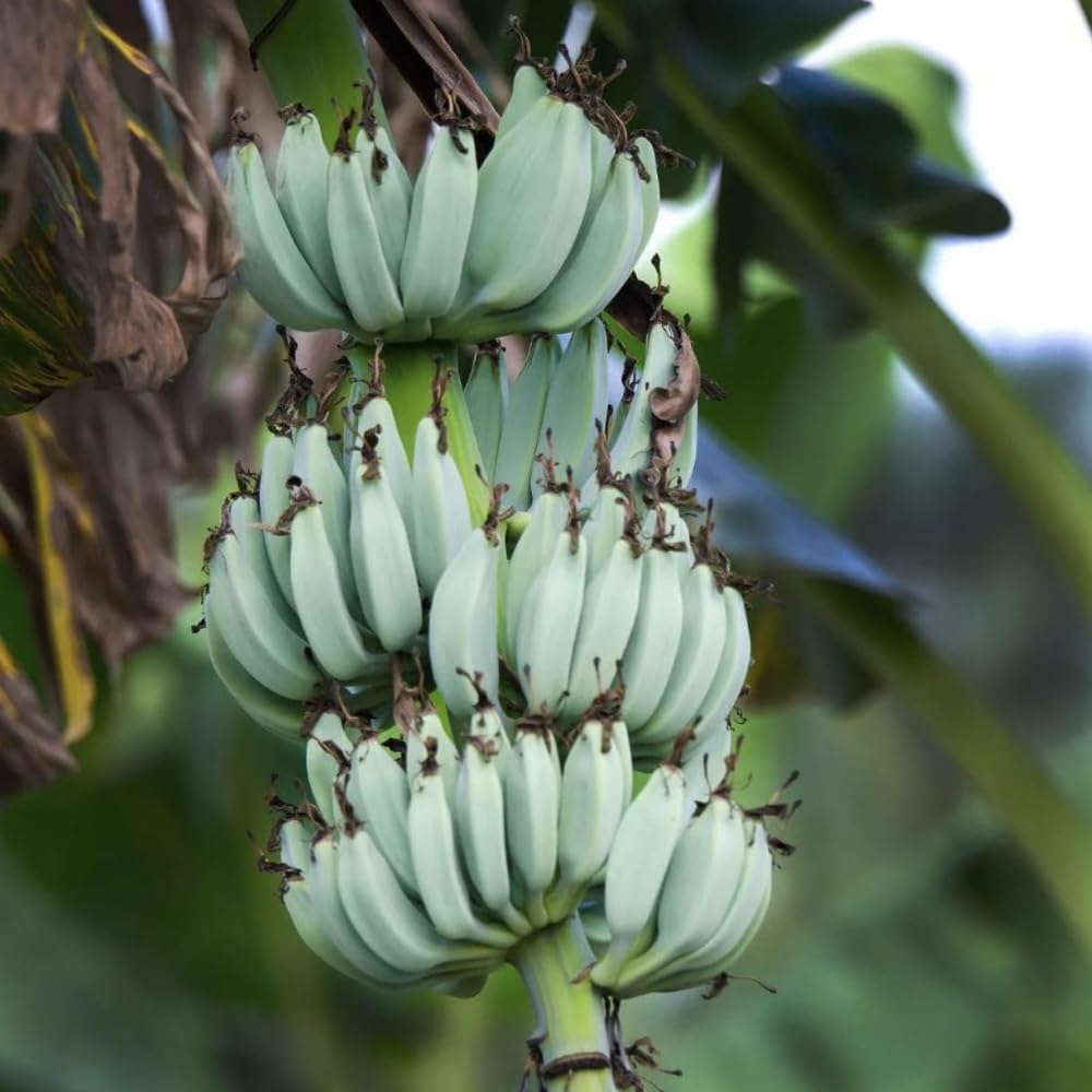 Ice Cream Banana Tree Live Plant, Blue Banana Fruit Plant Well Rooted, 5 to 7 Inch Tall, No Pot