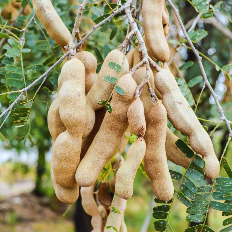 Tamarind Tree Live Plant, 2 to 3 Feet Tall, Live Tamarind Fruit Plant Live, 3 Gallon Pot