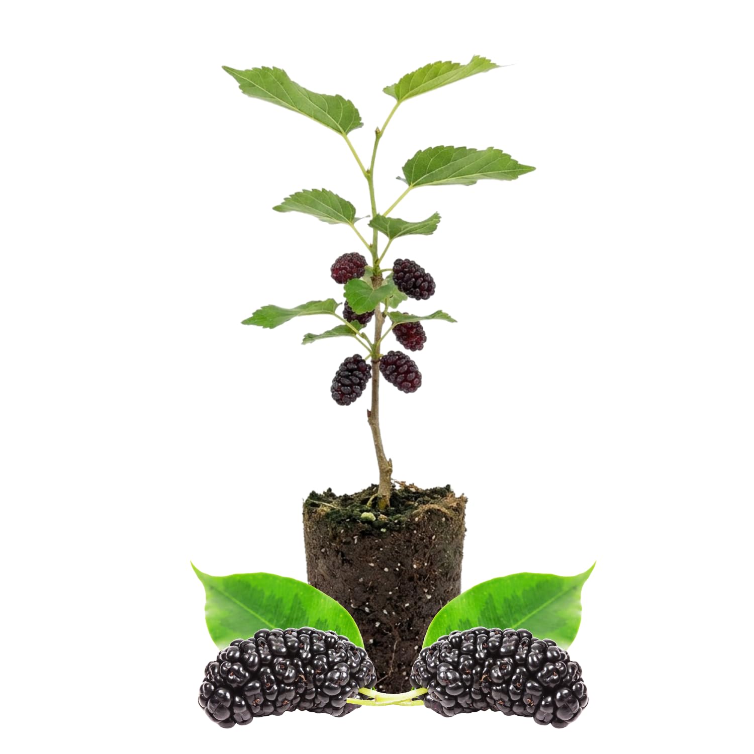 Illinois Mulberry Tree Live Plant, Hardy Mulberry Fruit Tree for Planting Indoor Outdoor, Sweet Mulberries Tree Well Rooted 4-8'' Tall