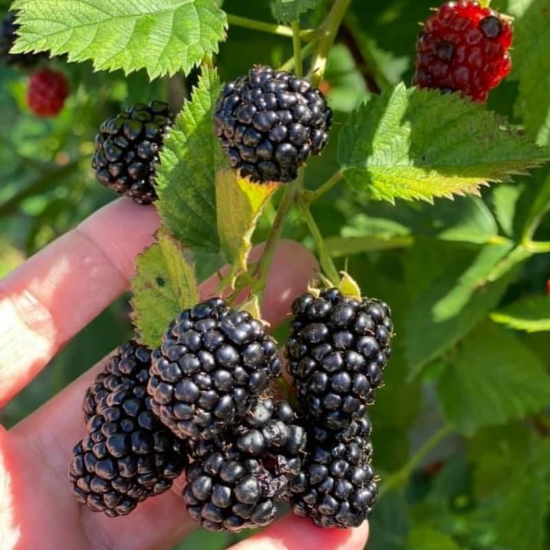 2 BlackBerry Bushes Live Plant, Sweet, Thornless, High Yielding Berries for Outdoor Planting, Fully Rooted 4-7 Inches (Von)