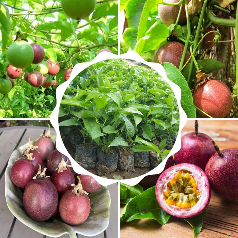 Purple Passionfruit Tree Live Plant, Passion Fruit Vine Plant, 4-8 Inches Tall, Outdoor Planting, Very Fast-Growing Vines