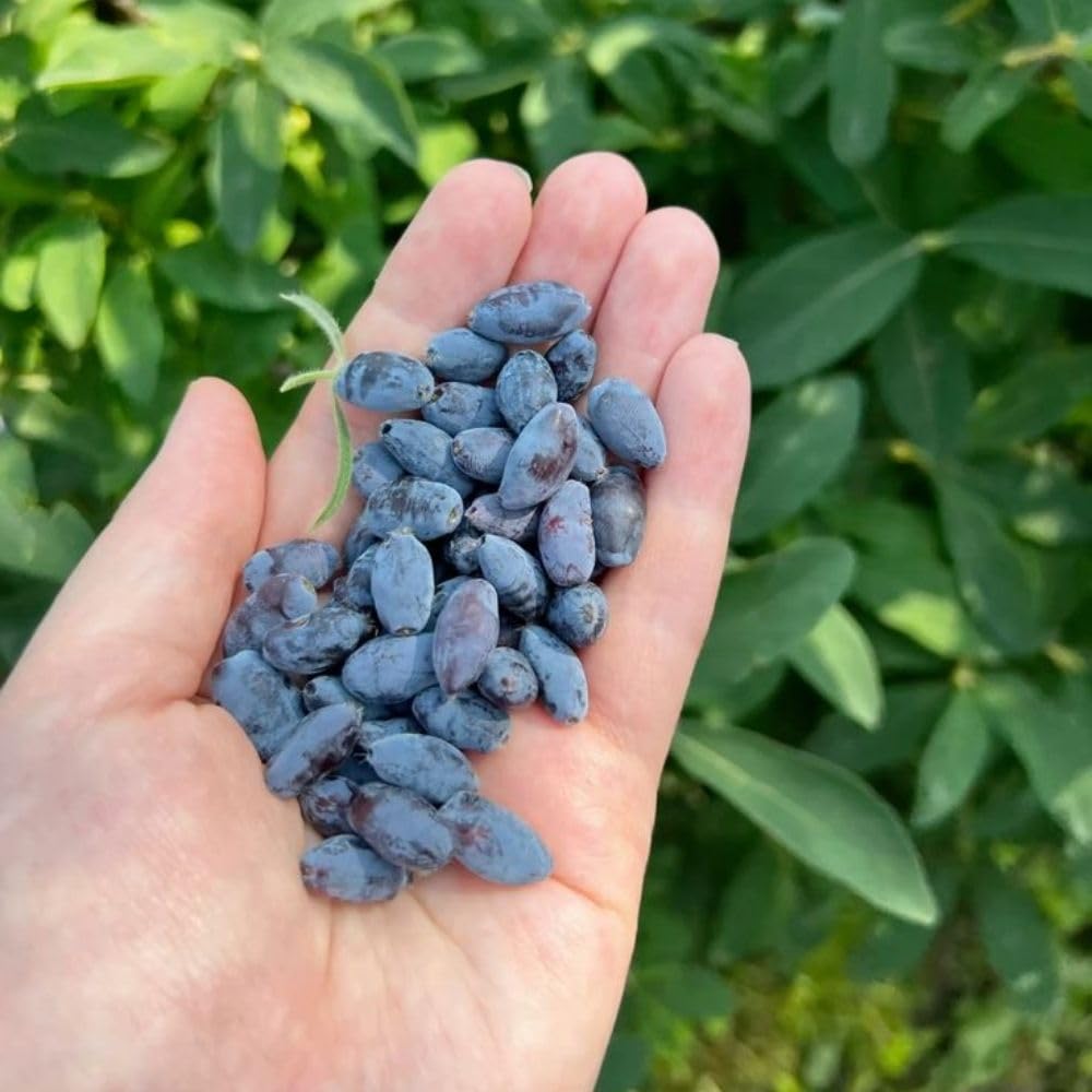 Haskap Bush Plant, Blue Honeyberry Plants, 4-8" Tall Starter Plant in Soil