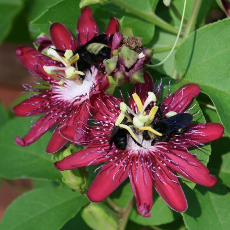 Red Burgundy Passion Flower Plant Live, Passiflora Vine for Garden, 4-8" Tall, Hardy Flowering Vine for Garden or Trellis