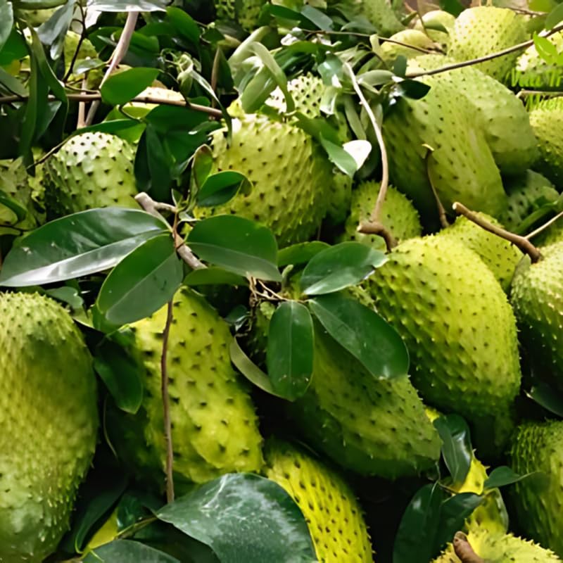 Soursop Tree Live Plant for Planting, Soursop Live Plant, 24-30 Inches Tall in 1 Gallon Pot, No Ship to CA