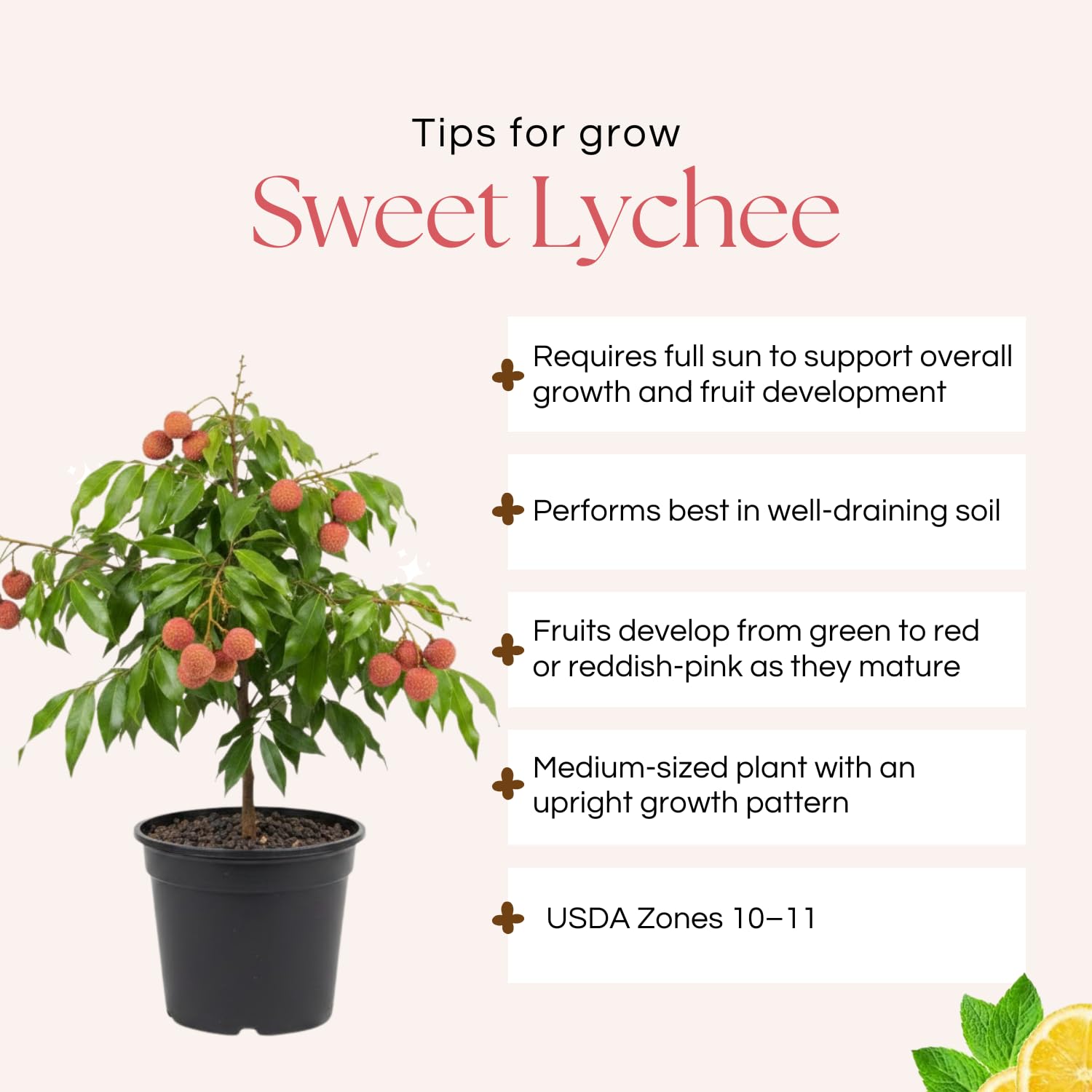 Sweet Lychee Live Plant, Tropical Lychee Fruit Tree for Planting, 3 Feet Tall in 3 Gallon Pot, No Ship to CA
