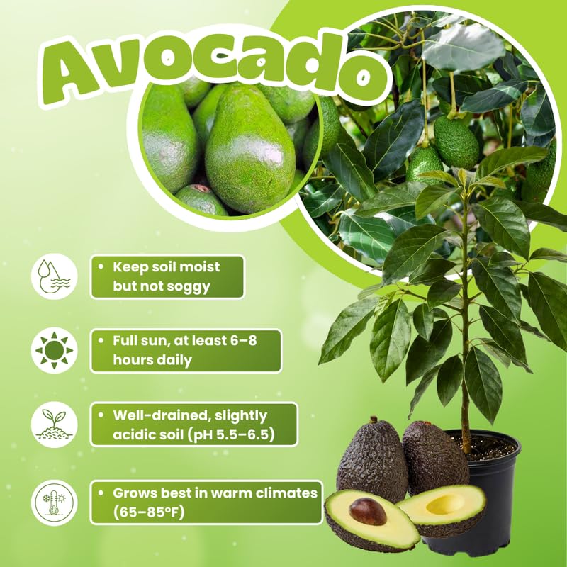 2 Years Old Avocado Tree Live Plant, 3-3.5 Ft Tall in 3 Gallon Pot, Cold Hardy, Ready to Bear Fruit, Outdoor Growing