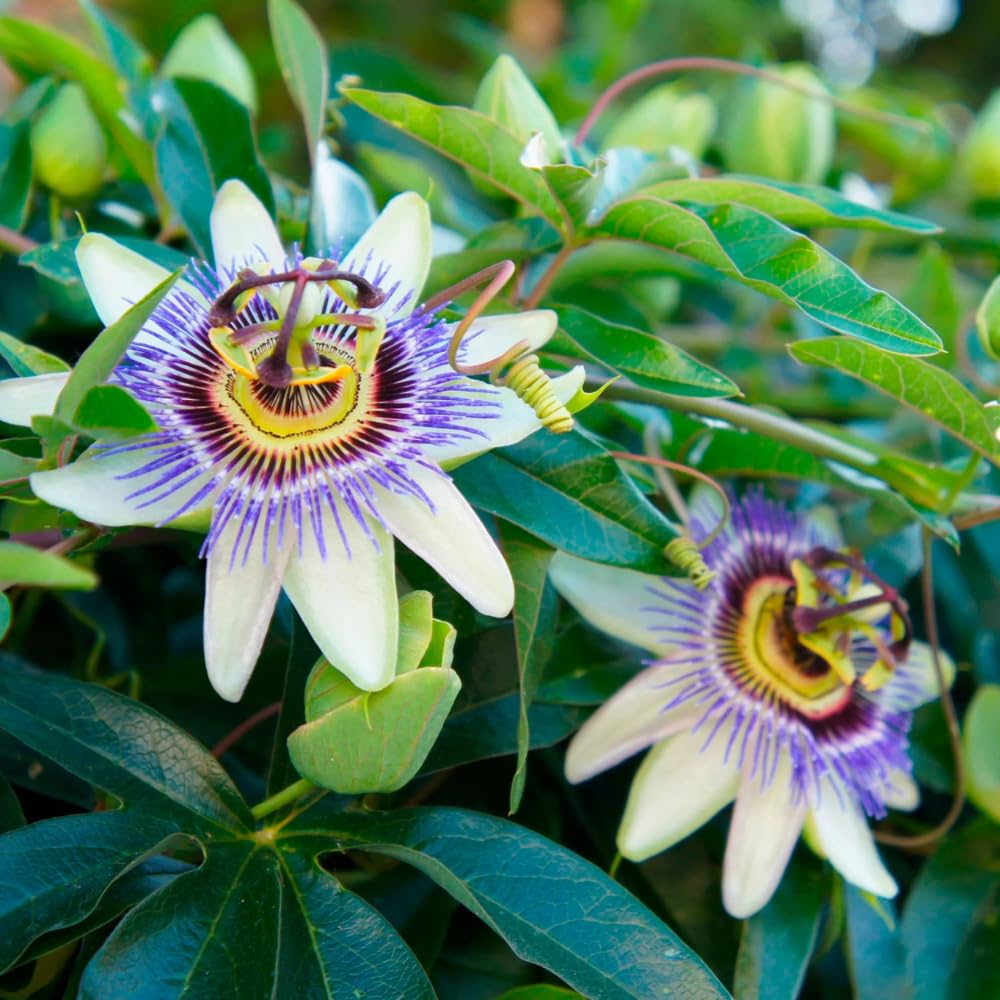 Blue White Passion Flower Plant Live, Passiflora Vine for Garden, 4-8" Tall, Hardy Flowering Vine for Garden or Trellis