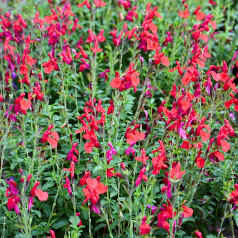 Set of 3 Salvia Plants Live, Bright Red Perennial Flower for Garden Planting, 4-7" Tall