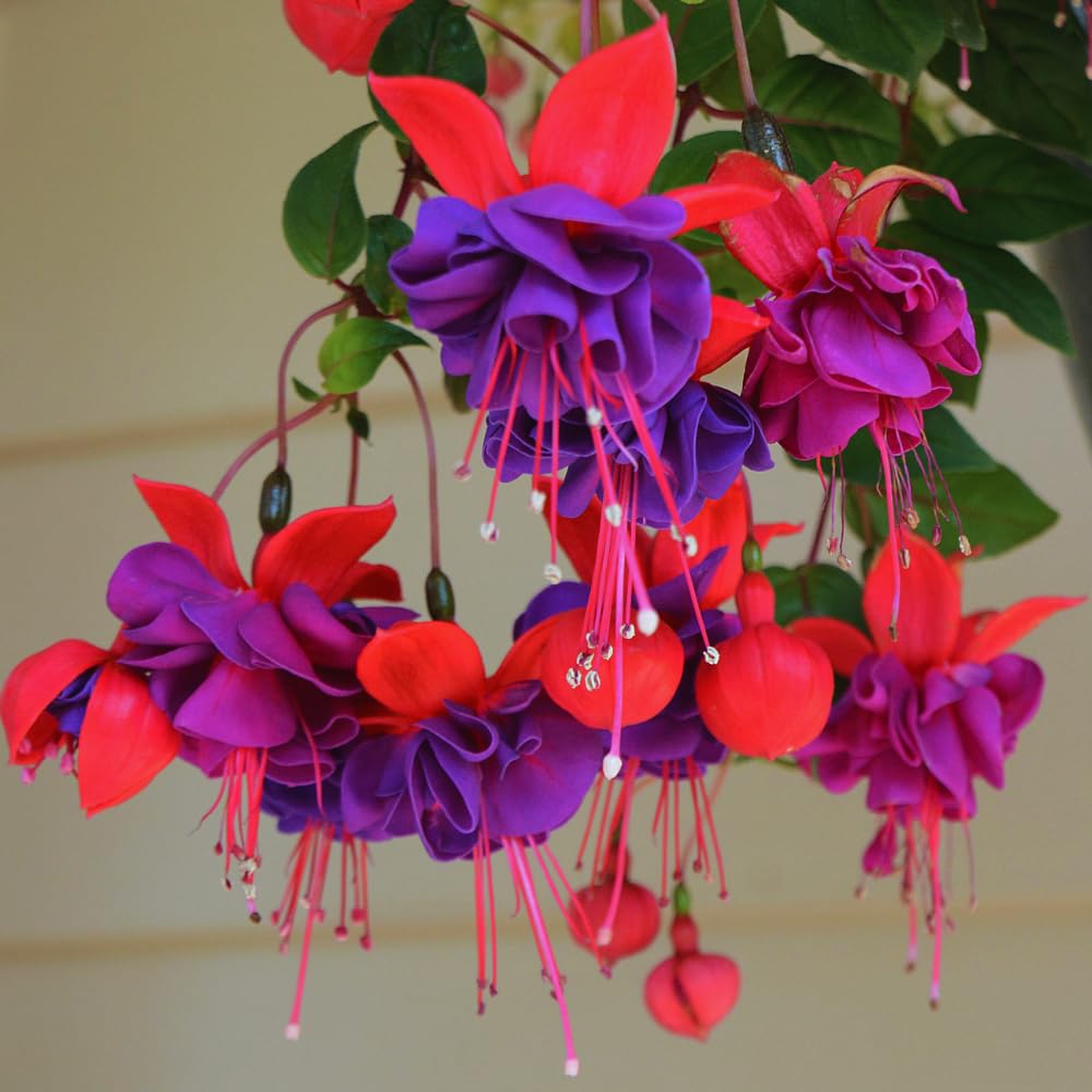 Purple Fuchsia Plants Live, Set 3, Fuchsia Flower Live Plants for Your Garden, Size Plant from 3 to 4 Inches