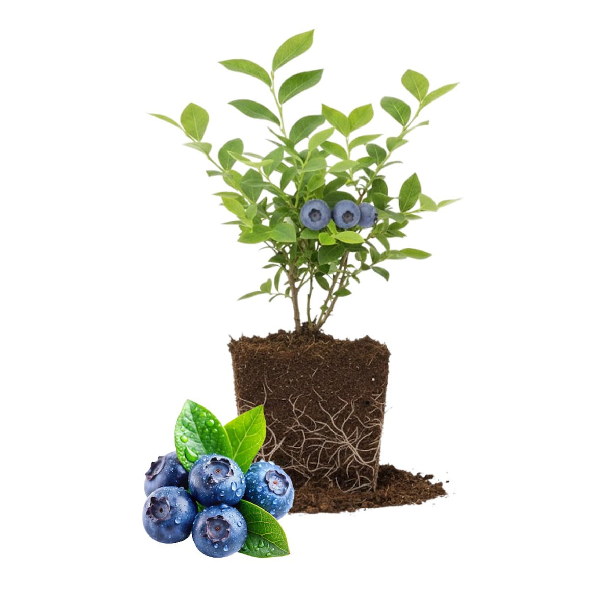 2 Blueberry Bushes Live Plant, 4-6'' Tall Well Rooted Plant, Sweet, High-Yielding, Hardy Blueberries for Garden or Containers (Sunshine Blueberry)