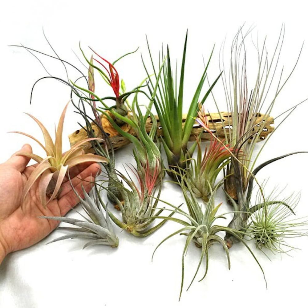 Set of 15 Assorted Air Plants Live, Low Light Tillandsia Indoor Houseplant, Small Medium Size, Easy Care Indoor Plants for Home and Office