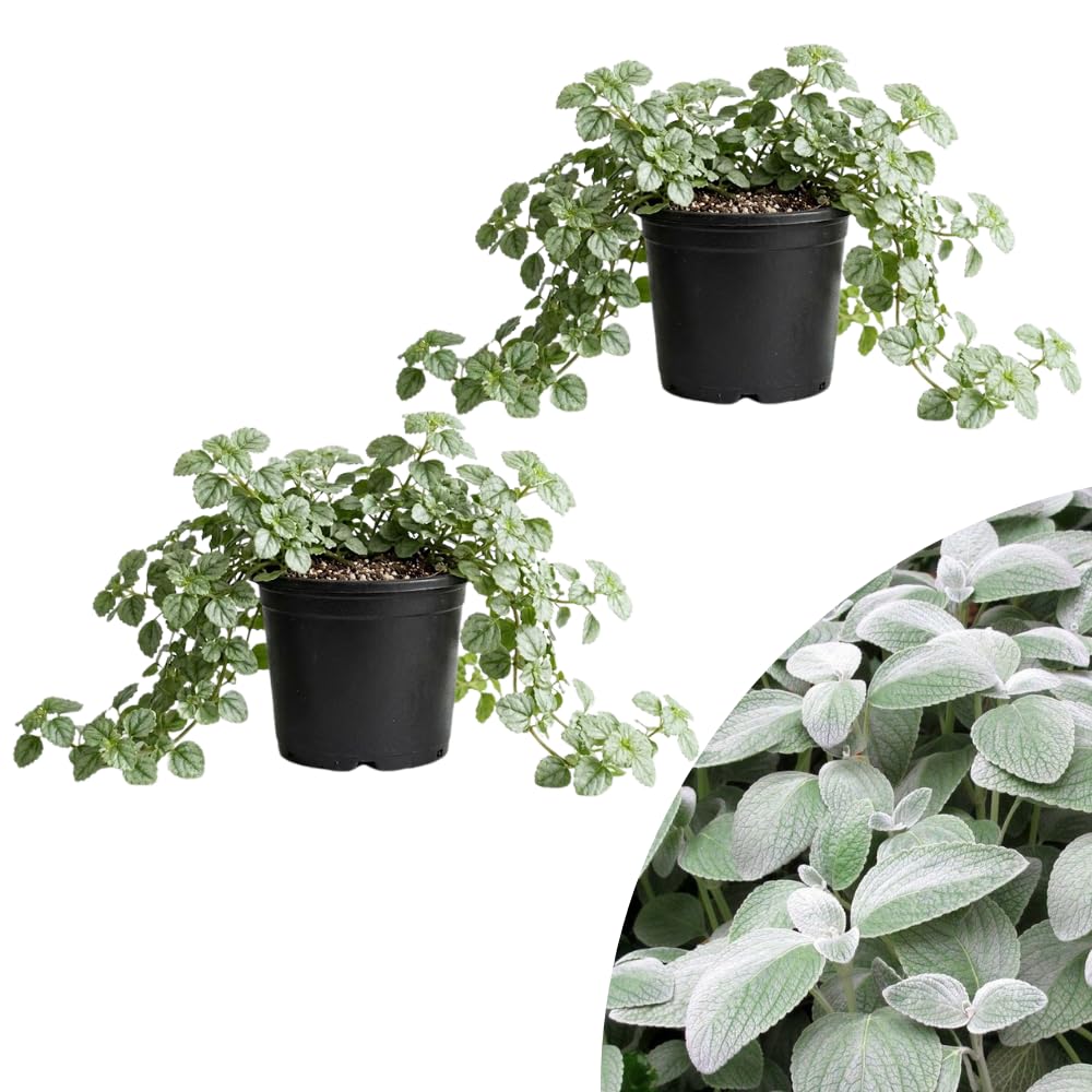 Set 2 Swedish Ivy Plant Live, Silver Swedish Ivy Plants Live House Plants, Seedlings from 2 to 4 Inches Tall, 2 Inches Pot
