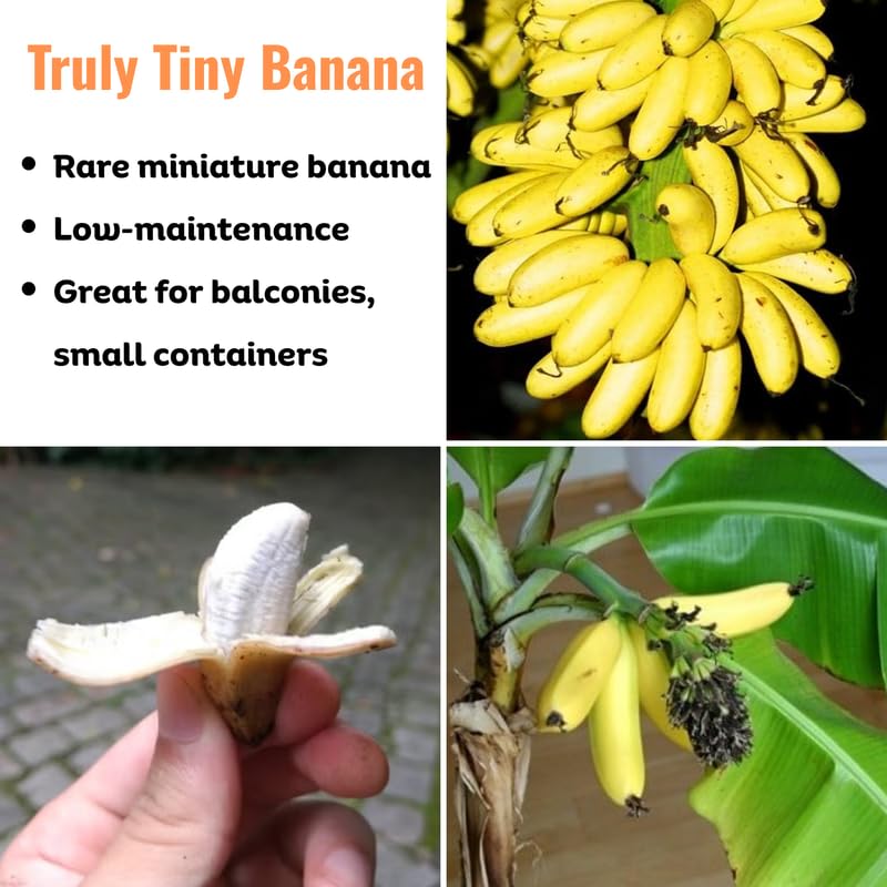 Truly Tiny Banana Plant, Banana Trees Live Plants, 4-6" Tropical Fruit Tree for Home Garden, Patio and Container Growing
