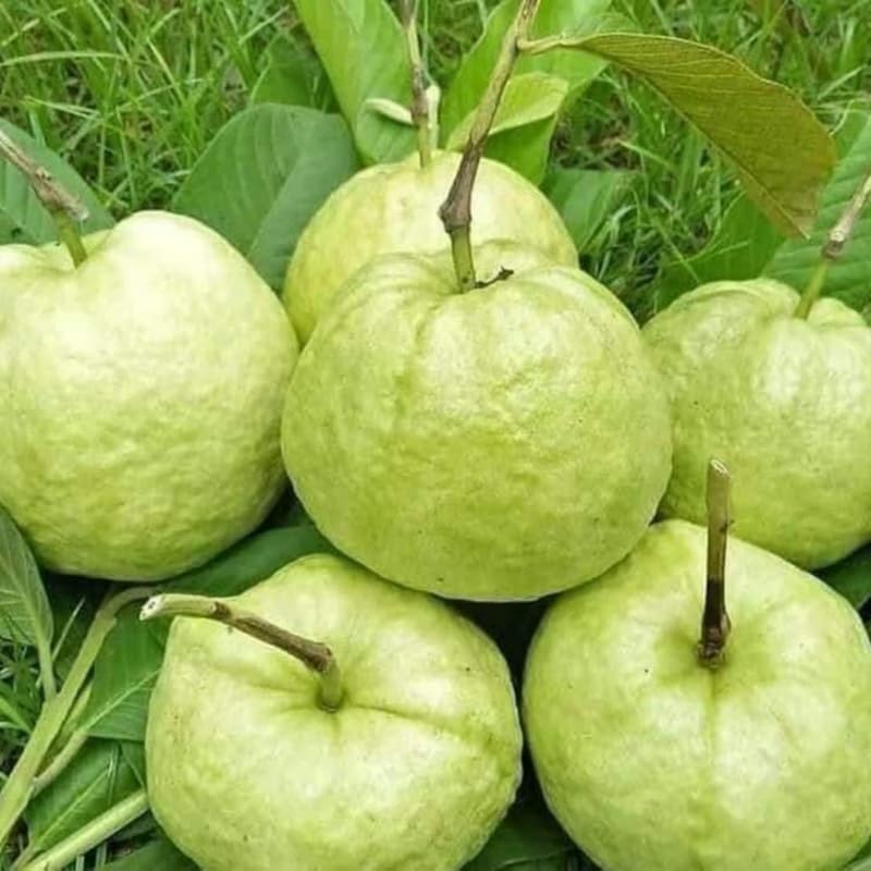 Ruby Guava Tree Live Plant in 3 Gallon Pot, Fragrant and Edible Guava Fruit Bearing Tree from 2 to 3 Feet Height, No Ship to CA