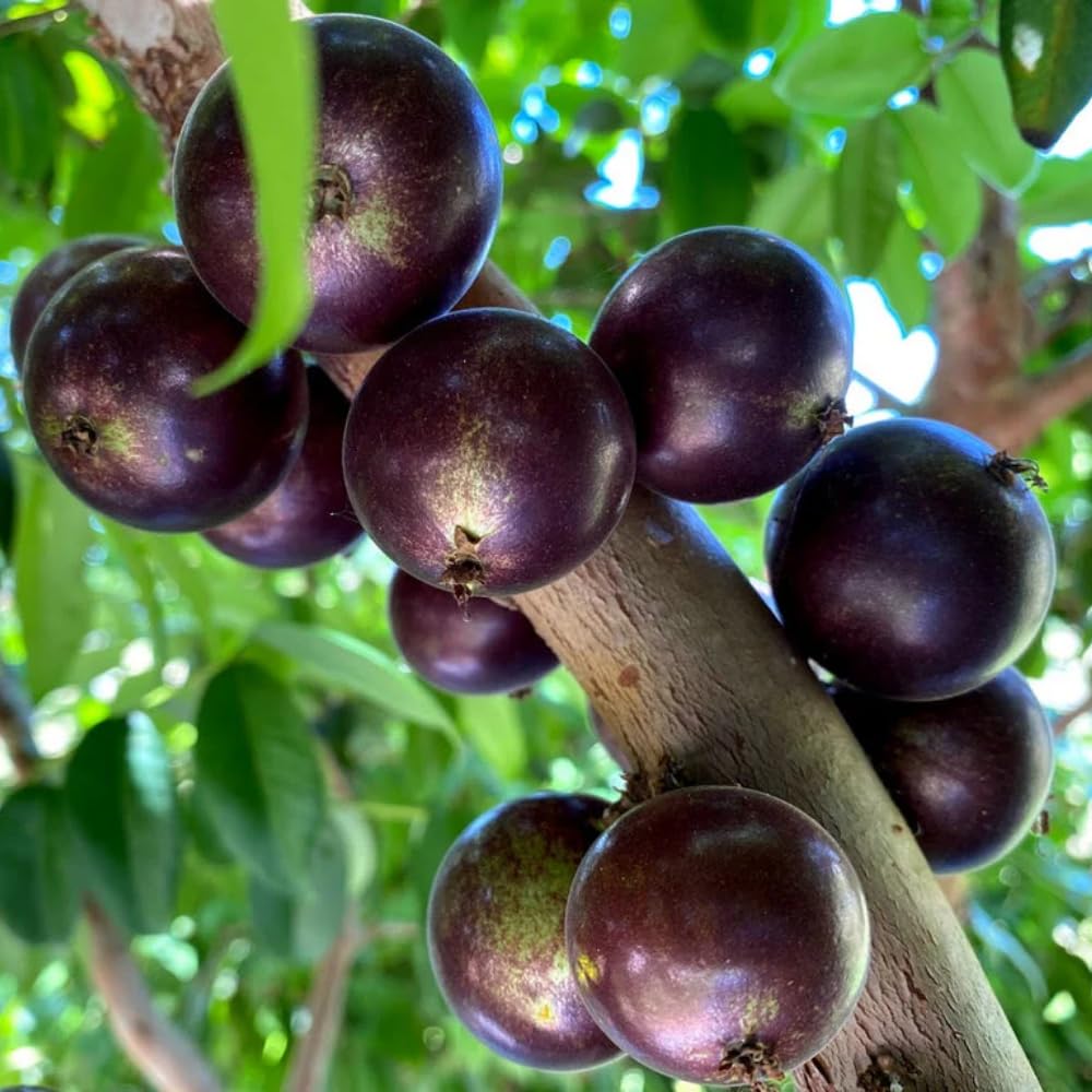 Jaboticaba Tree Live Plant, 10-12” Tall, Well-Rooted for Outdoor Growing, Jabuticaba Plant