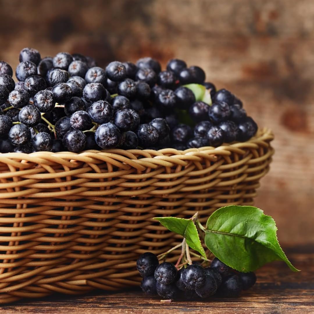 1-2 Ft Black Aronia Chokeberry Plant, Edible Berry Plant Shrub for Planting, Dormant in Winter, 1 Year Old Plants
