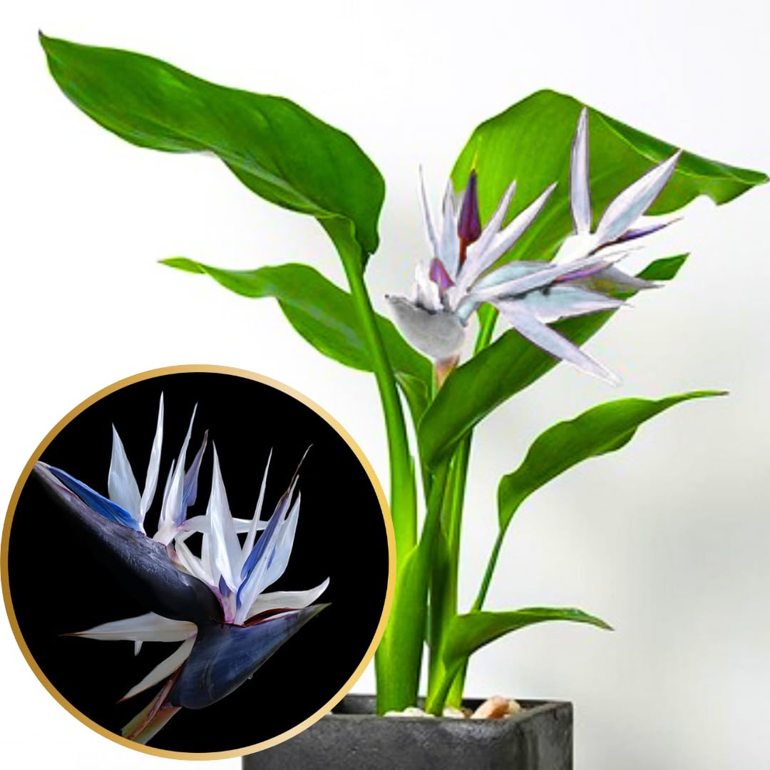 2 White Bird of Paradise Plants Live, Cold Hardy, 4-7" in Tall, Fast Growing, Strelitzia Reginae Flower for Spring Landscaping Ornamental Indoor Outdoor