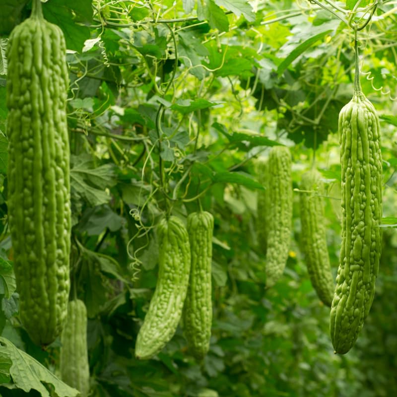 20 Green Long Bitter Gourd Seeds for Planting Outdoor Indoor, Gourd Seeds