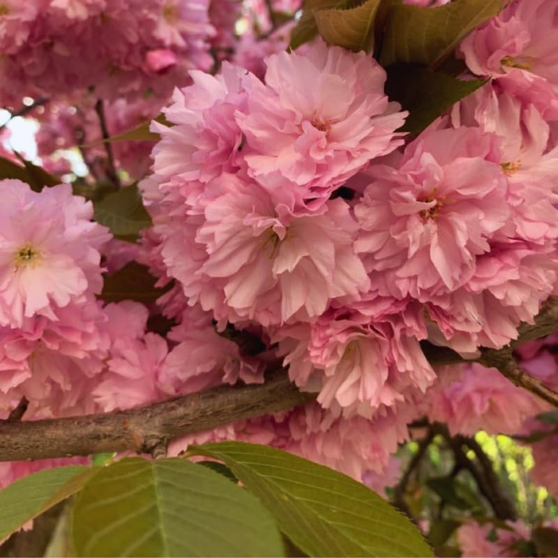 Cherry Blossom Tree, Double Pink Cherry Tree Live Plant, 6-12 Inch Tall in 2.5 Inch Pot, Dormant in Winter