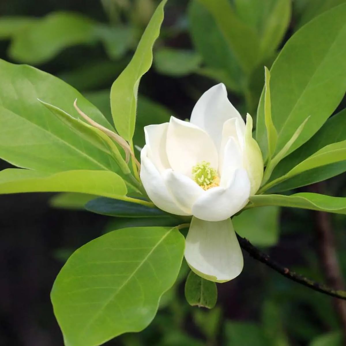 Sweetbay Magnolia Tree, 6-12 Inch Magnolia Trees Live Plants for Planting Outdoor, 4 Inch Pot Fragrant White Flowers Plant, Dormant in Winter