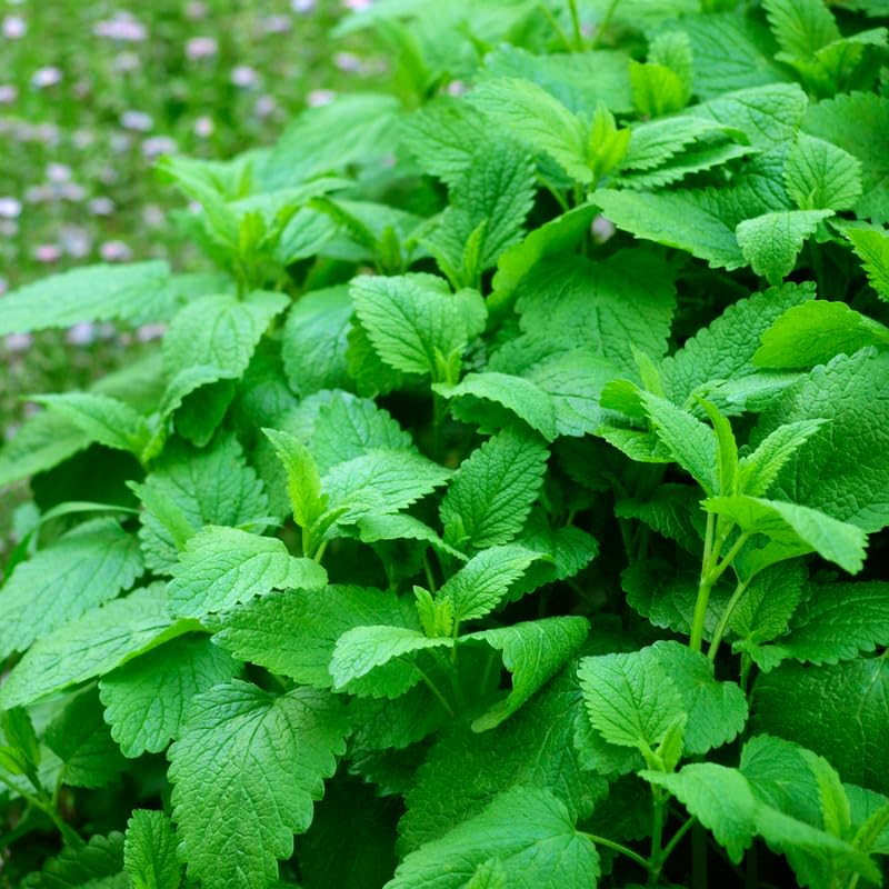 Set 4 Lemon Balm Herb Plants, Well Rooted 4-7'' Tall, Garden and Patio Herb, Indoor Outdoor Growing