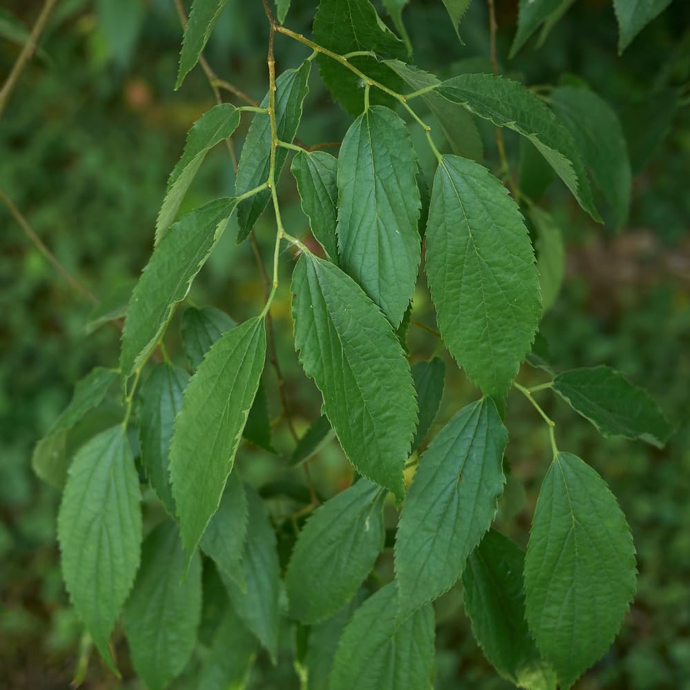 Hackberry Trees Live Plant, 2 to 3 Feet Tall for Starter Plants, Sweet and Edible Fruit, Zones 3 to 9, Common Hackberry Seedling