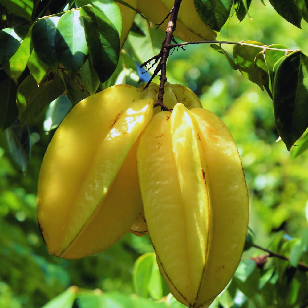 Carambola Tree Plant, Star Fruit Tree, Starfruit Plant, Carambola Fruit Tree 2 to 3 Feet in Tall