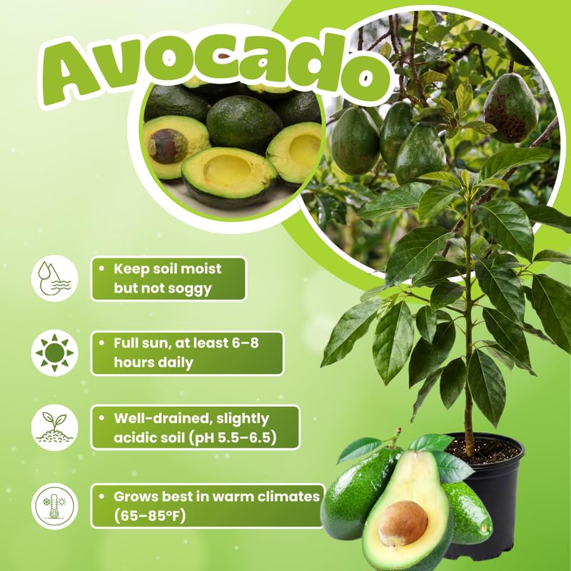 Green Avocado Tree Live Plant, 2 Years Old Seedlings, Fully Rooted Avocado Tree 3 Feet Tall