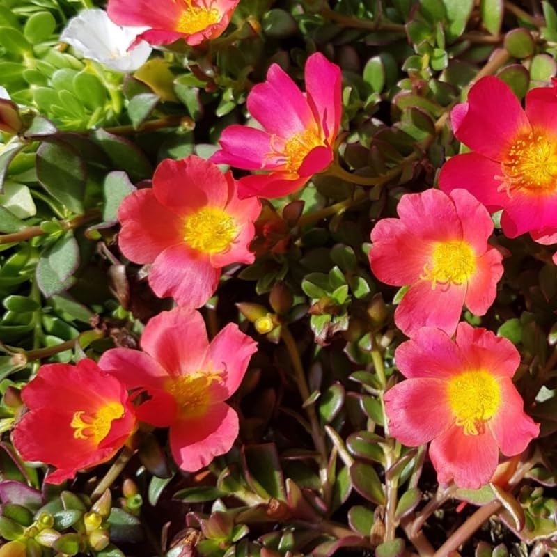 4 Red Moss Rose Plants Live, Portulaca Ground Cover Flowers, 4-6 Inch Tall Plants for Garden or Containers