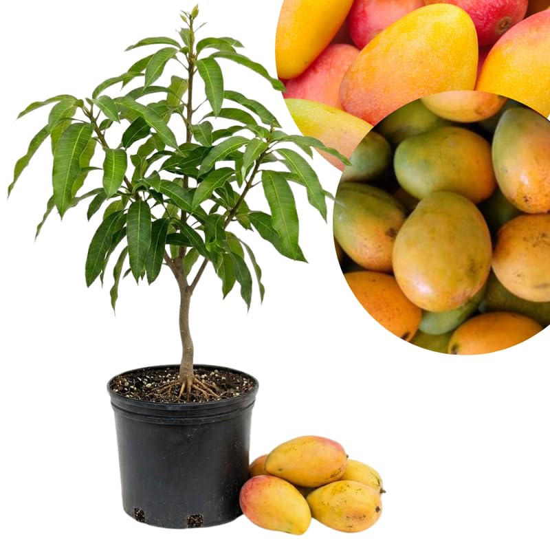 Sweet Mango Tree Live Plant, Tropical Mango Fruit Tree, Fully Rooted in 3 Gallon Pot, 2 to 3 Feet Tall for Outdoor Gardening, No Ship to CA
