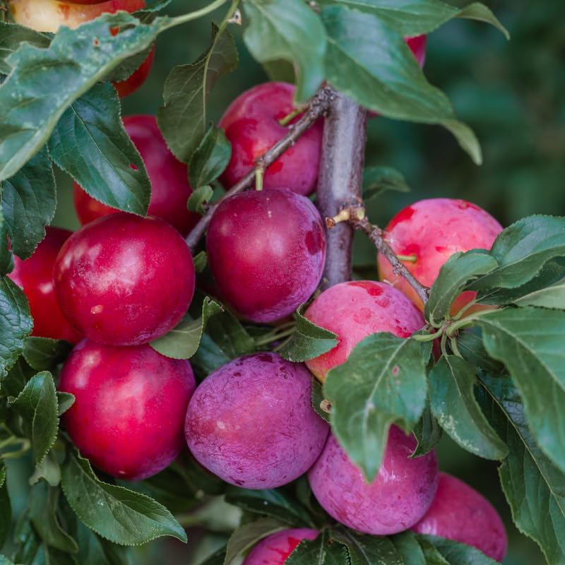 Sweet Plum Tree in 3 Gallon Pot, 3 to 4 Ft Tall Plum Fruit Tree, No Ship to CA