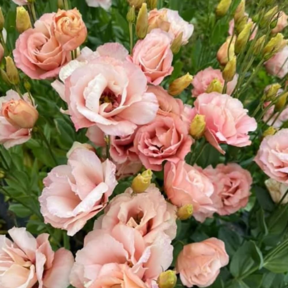 2 Eustoma Lisianthus Live Plants, Lisianthus Flowers Seedlings, 2-3 Inch Tall Well-Rooted Plug, Lisianthus Plants (Apricot Lisianthus)
