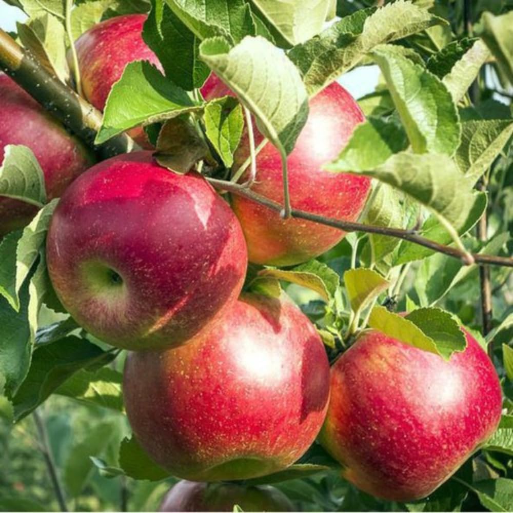Apple Plant Live, Sweet Apple Plant in 3 Gal, 3-4 Feet Tall, Apple Fruit Tree Outdoor Garden, No Ship to CA (Red Apple)