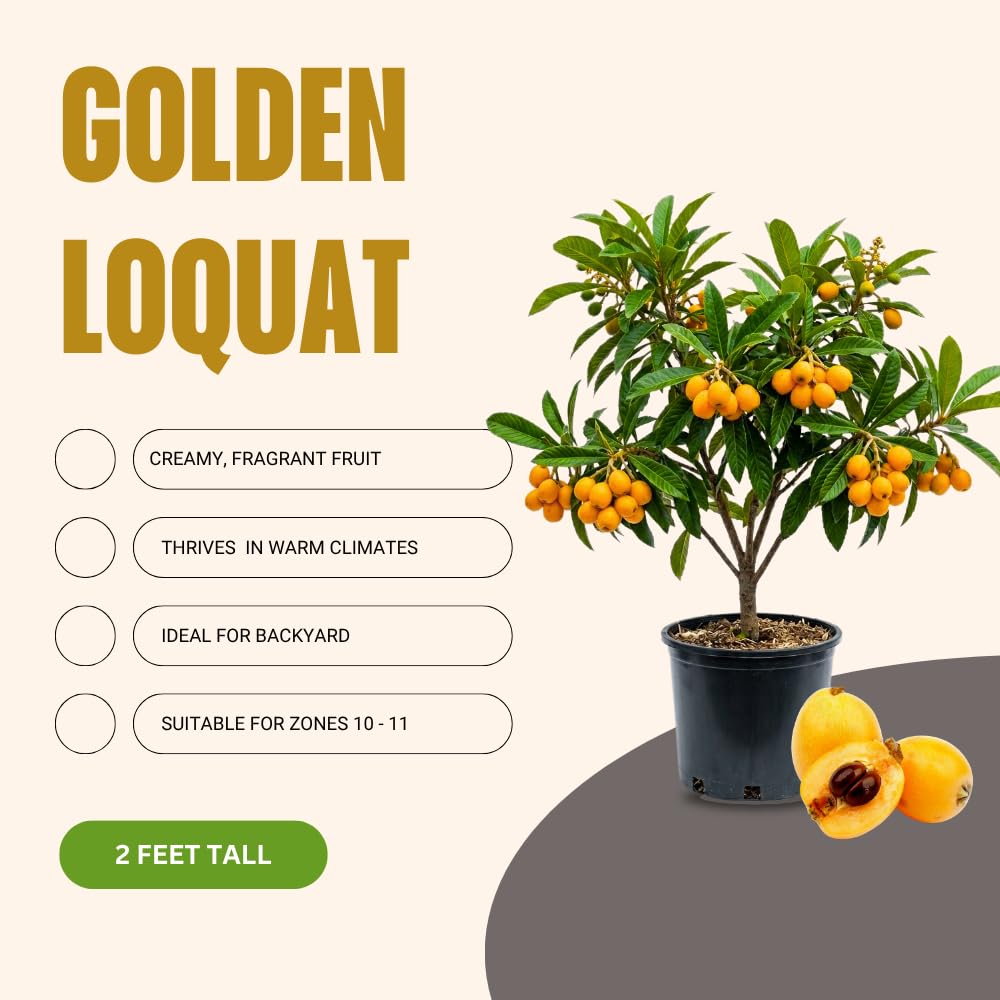 Loquat Tree Live Plant, Perennial Golden Loquat Fruit Tree, Well Rooted, 2 Feet Tall, 3 Gallon Pot, for Outdoor Growing, No Ship to CA