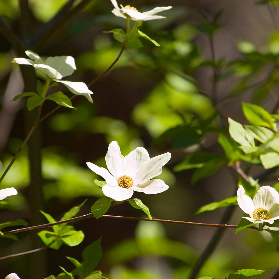 Live White Dogwood Tree Plant, Ornamental Flowering Dogwood, 6 to 12 Inches Tall for Outdoor Planting