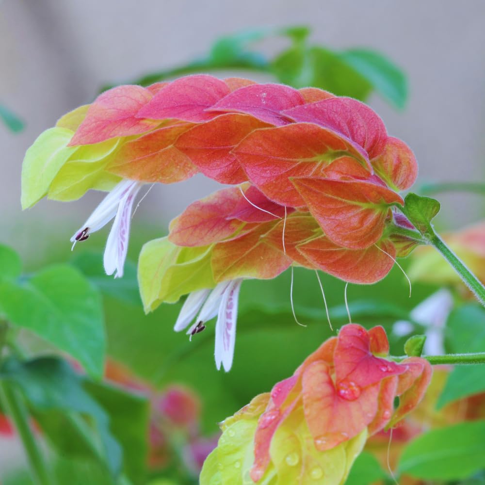 3 Red Shrimp Plants Live for Garden, 5 to 7 Inches Tall, Live Shrimp Plants Outdoors