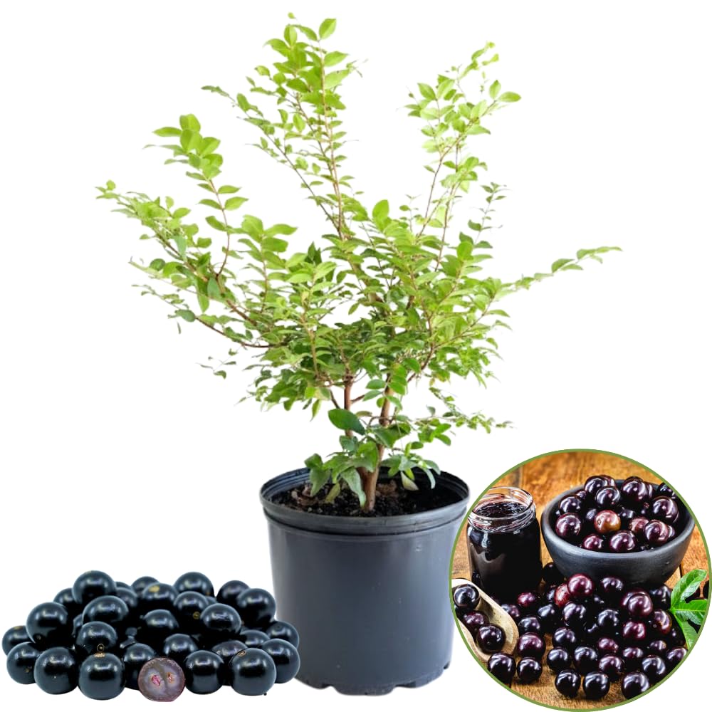 Jaboticaba Tree Live Plant in 3 Gallon Pot, 1 to 2 Feet Tall, Black Jaboticaba Plant for Outdoor Garden or Patio, No Ship to CA
