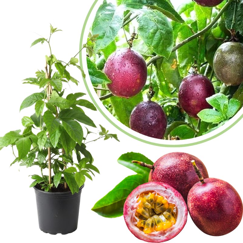 Purple Passion Fruit Plant Live, Tropical Fruit Vine in 1 Gallon Nursery Pot, 2-3 Feet Tall, Passionfruit Vine