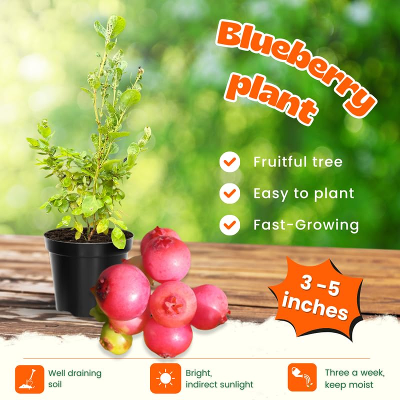 Sets 2 Blueberry Trees Live Plants, Blueberries Bushes, Hardy and High Yield, Seedlings Southern Highbush Blueberry Plants Live for Outdoor Growing, 5-7" Tall (Pink Lemonade)