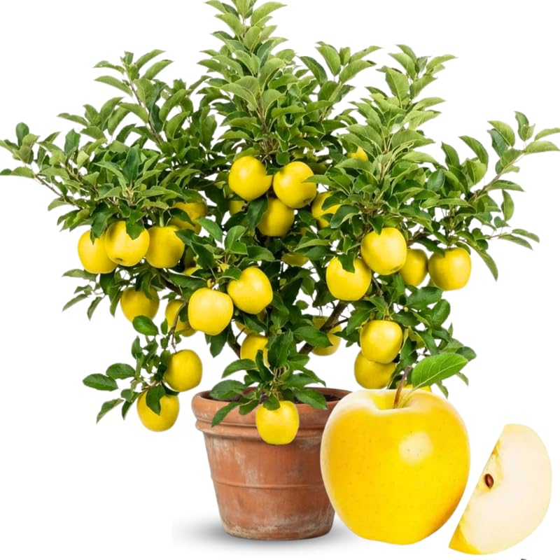 Live Golden Delicious Apple Tree 5 Gallon, Apple Fruit Tree 3 Ft Tall for Backyard Orchard Planting Spring