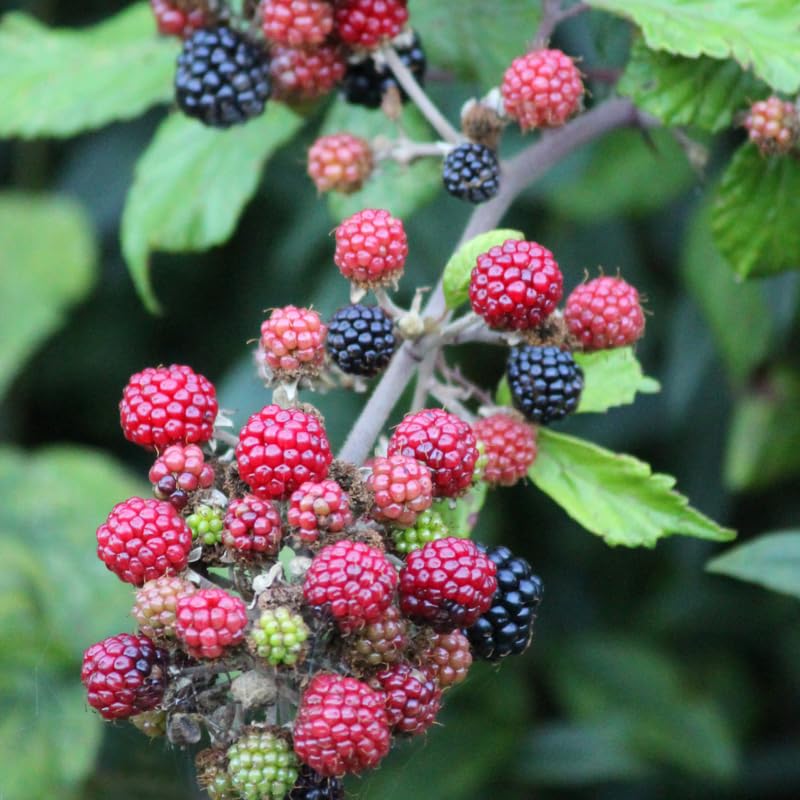 2 Osage BlackBerry Plants Live for Planting, High Yielding, Sweet Juicy Berries for Your Garden, 4-6" in Tall, Cold Hardy, Dormant in Winter, No Pot