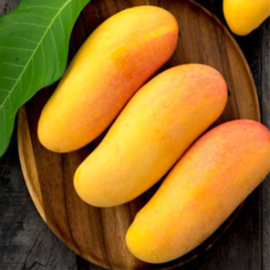 Mango Tree Live Plant, Sweet Mango Plant, Tropical Fruit Tree in 3 Gallon Pot for Outdoor Planting (Yellow Red Mango)