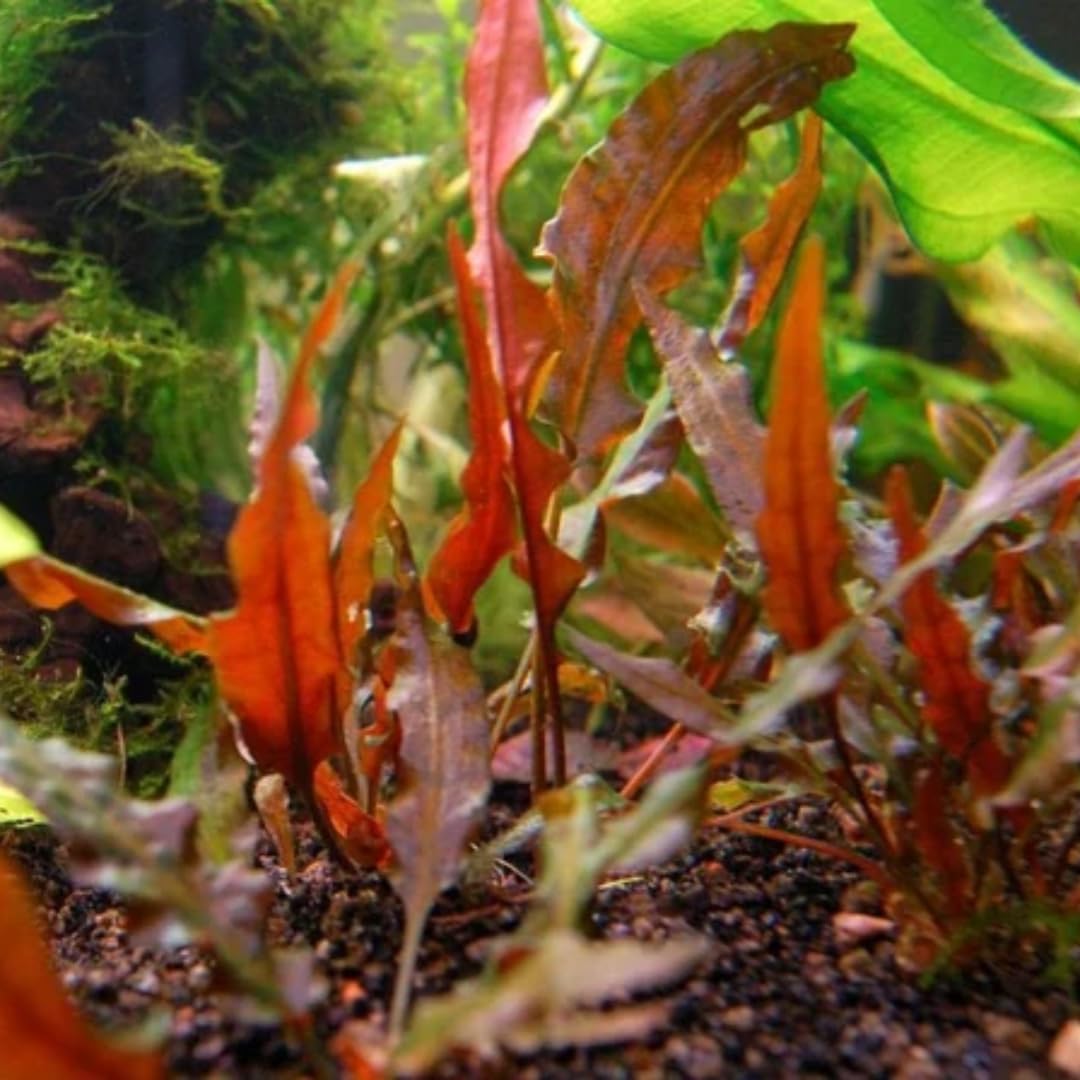 Cryptocoryne Wendtii Red Live Aquarium Pond Aquatic Plant, Live Freshwater Aquarium Plants
