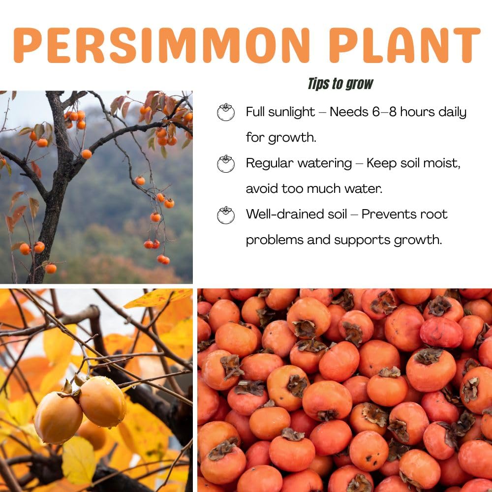 Live American Persimmon Plant Tree for Planting Outdoor, 6-10 Inches Tall, Quart Pot, Hardy Fruit Tree for Garden and Patio Growing, Potted Plants