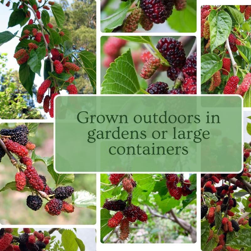 Illinois Mulberry Tree Live Plant, Hardy Mulberry Fruit Tree for Planting Indoor Outdoor, Sweet Mulberries Tree Well Rooted 4-8'' Tall