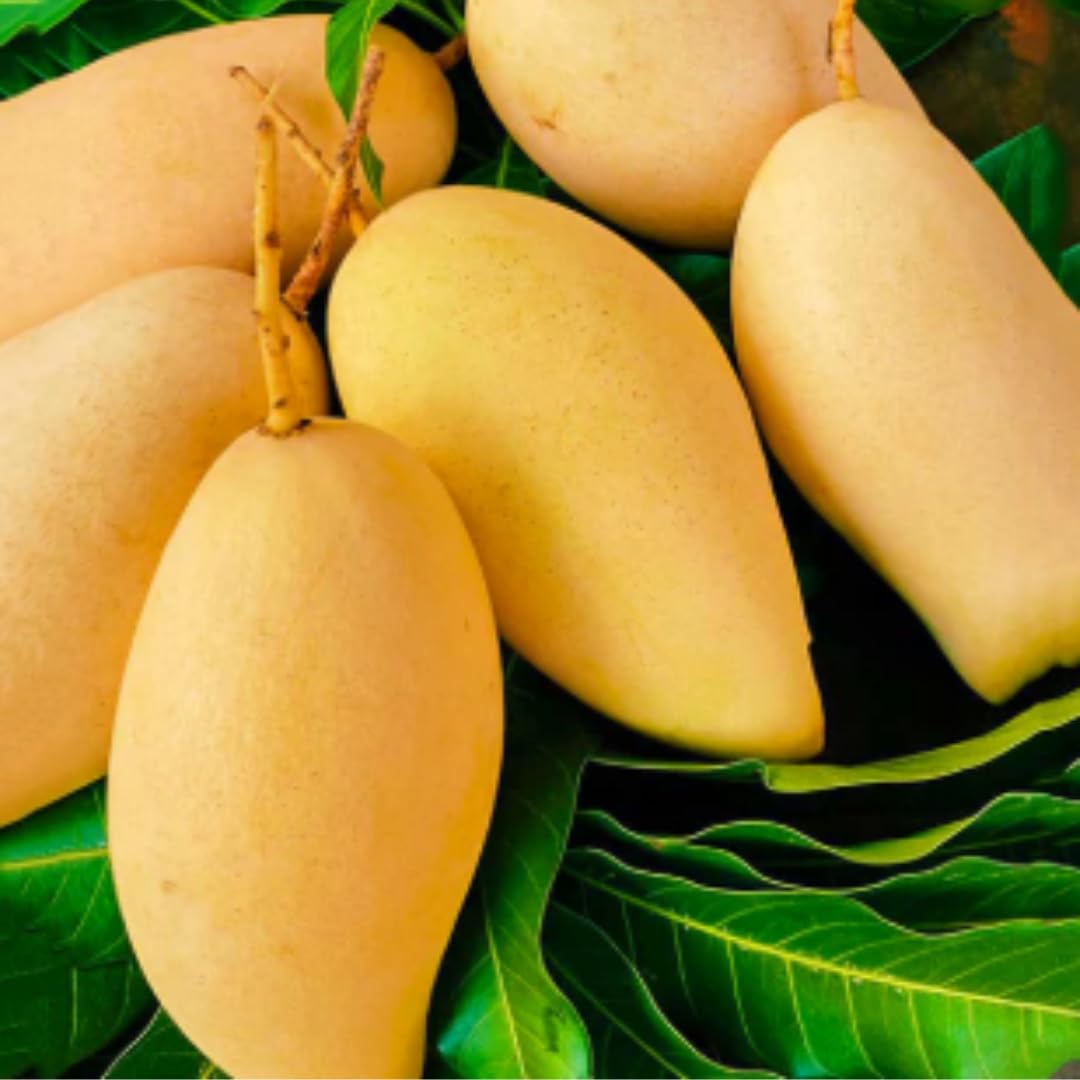 Mango Tree Live Plant, Sweet Mango Plant, Tropical Fruit Tree in 3 Gallon Pot for Outdoor Planting (Extremely Sweet Mango)