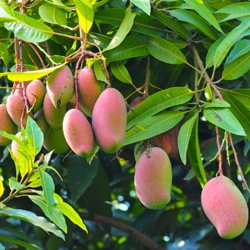 2 Years Old Mango Tree for Planting, Yellow Red Mango Plant Grafted in 3 Gallon Pot, Sweet, Fast-Growing Tropical Tree Seedlings for Outdoor Garden
